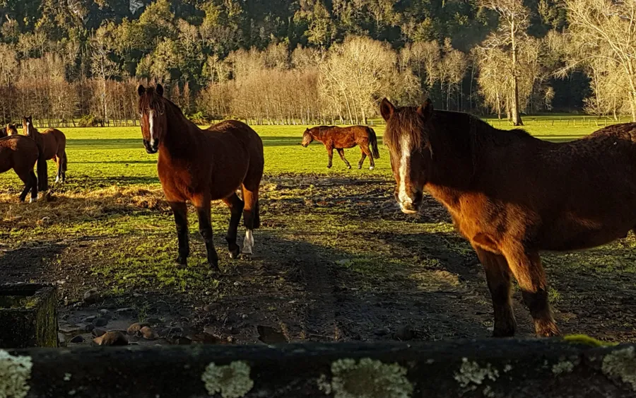 Cabalgata por el campo en la precordillera del Ranco